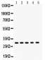 Anti-XBP1 Picoband Antibody